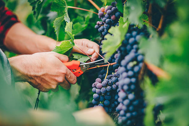 man harvesting in vineyard stock photo