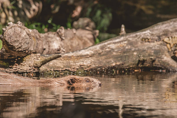 istock Beaver swimming in a lake in Canada 610861436