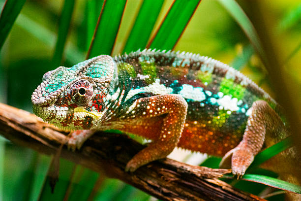 chamäleon auf baum - chameleon africa rainforest leaf stock-fotos und bilder