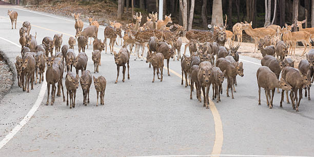 istock Herd of Deer walking across highway 610862258