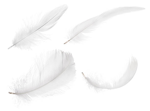 four pure white isolated feathers stock photo