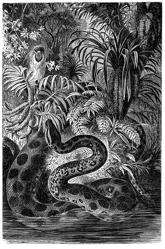 Illustration of a Yellow anaconda (Eunectes notaeus)