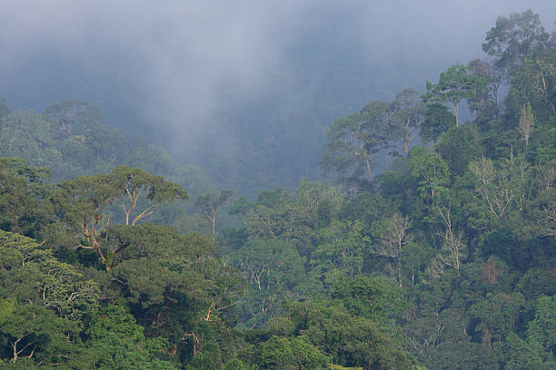 istock Top veiw canopy in tropical Amazon rain forest 610863448