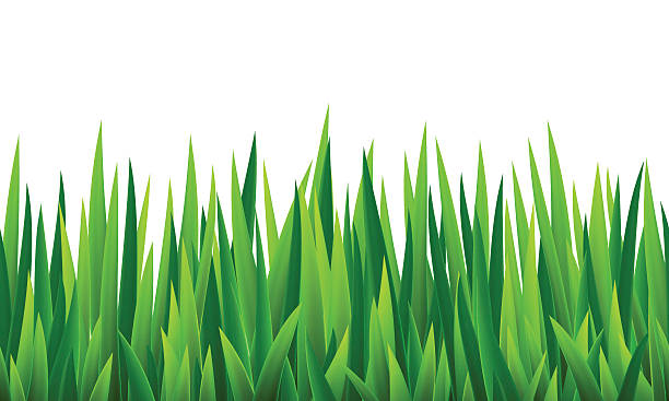 бесшовная граница с травой и цветами - травинка stock illustrations