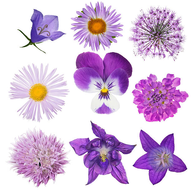 istock set of lilac nine blooms isolated on white 610864112