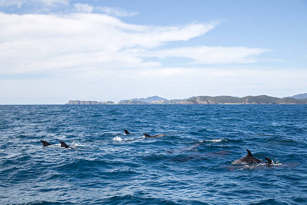 istock Bay of Islands dolphins 610866562