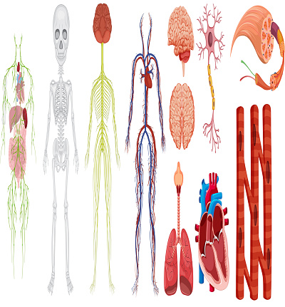 Body Systems Real World Examples Different Systems In Human Body Stock Illustration - Download Image Now ...