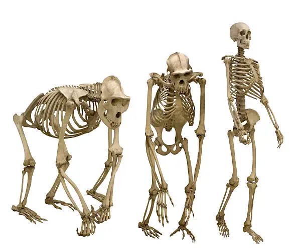 Photo of set of three skeletons isolated on white