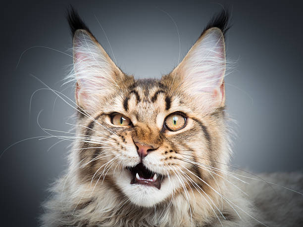 istock Portrait of Maine Coon cat 610867144