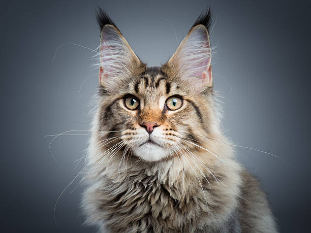 istock Portrait of Maine Coon cat 610867184
