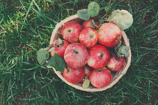 istock Basket with apples harvest on grass in garden, top view 610867330