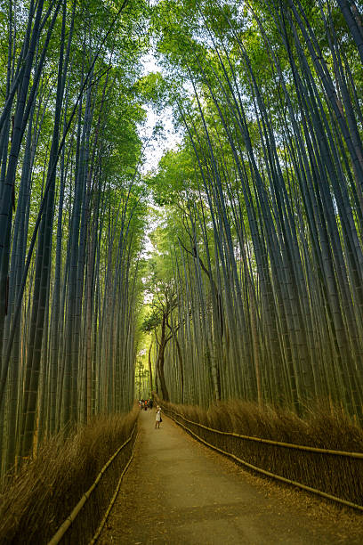 spacery w słynnym bambusowym lesie arashiyama w sagano kioto japan - sagano zdjęcia i obrazy z banku zdjęć
