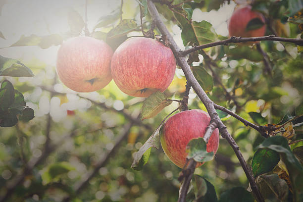 istock Red ripe apples branch closeup on a tree in garden 610868182