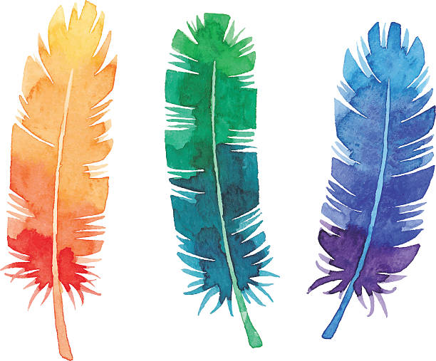 Watercolor Feathers Vector illustration of feather. feather illustrations stock illustrations