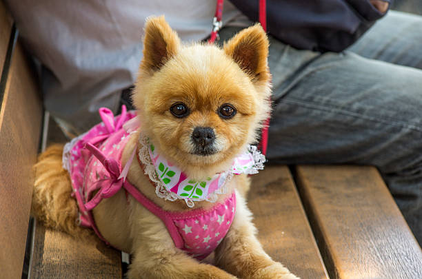 osaka, japan - June 1, 2016: small dog is sitting with owner at central park of osaka japan
