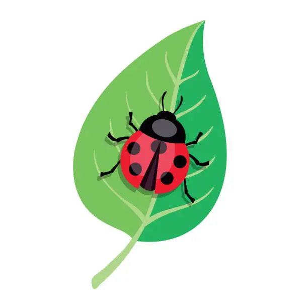 Vector illustration of Ladybug crawling on a green leaf. Color vector illustration