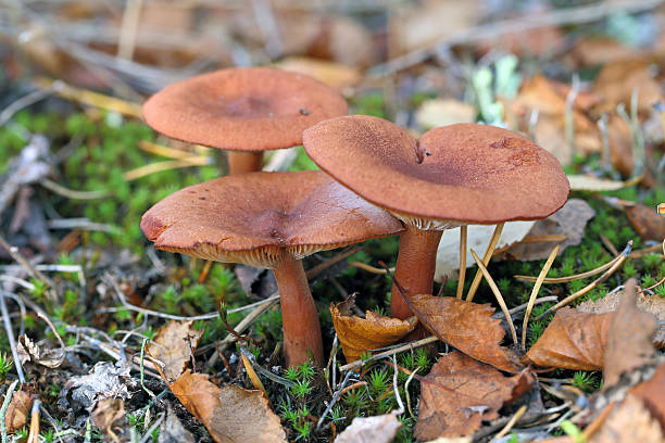 istock Lactarius rufus. Three mushrooms among the fallen-down foliage 610871180