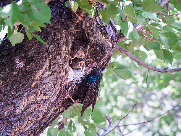 istock One female starling feeds its chick 610871406