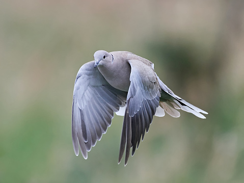 Eurasian collared dove in flight with vegetation in the background