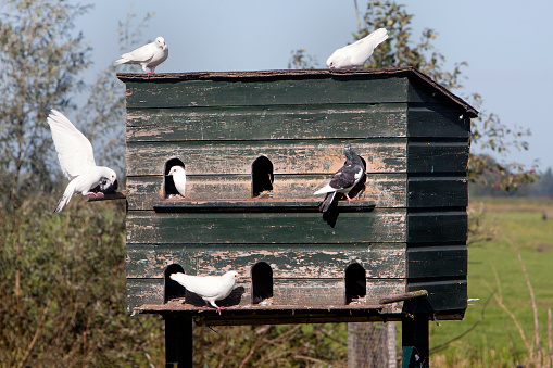 Dovecote and pigeons in love in the countryside