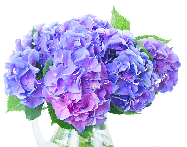 istock blue and violet hortensia flowers 610872306