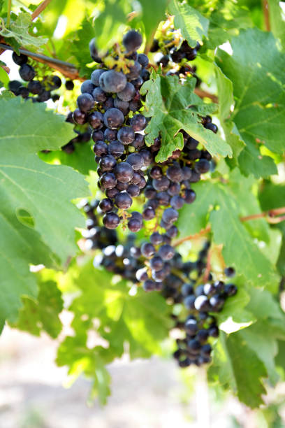 uvas maduras de vino tinto en una vid en un viñedo - napa grape vineyard vine fotografías e imágenes de stock