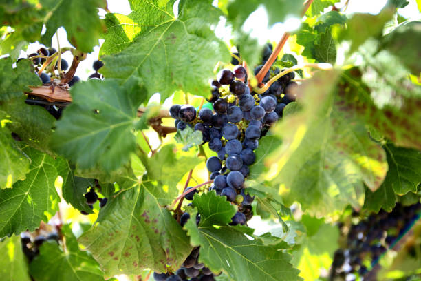 uvas maduras de vino tinto en una vid en un viñedo - napa grape vineyard vine fotografías e imágenes de stock