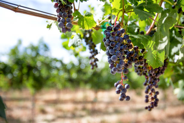 uvas maduras de vino tinto en una vid en un viñedo - napa grape vineyard vine fotografías e imágenes de stock