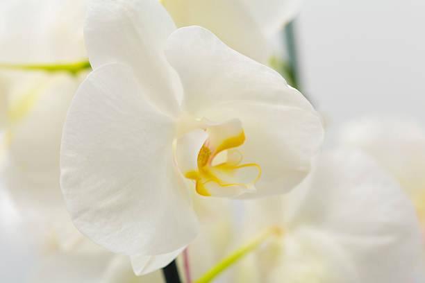 istock White smooth orchid flowers close up on a grey background 610873572