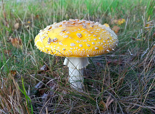 アマニタ・ジェムマタ。シベリアで成長する黄色いフライアガリック - fungus nature orange agaric toxic substance ストックフォトと画像