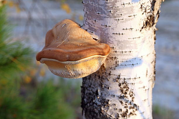 Piptoporus betulinus. Tinder fungus on birch