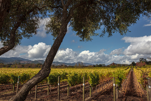 Napa grapevines at harvest time with blue skies and white puffy clouds