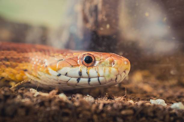 istock Sunkissed Corn Snake close up eye and detail scales 610875034