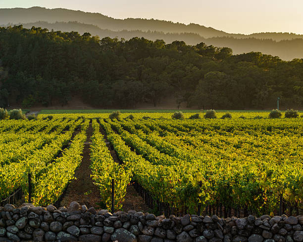 lueur dorée des vignobles et des collines de la vallée de napa au coucher du soleil - vineyard napa valley field in a row photos et images de collection