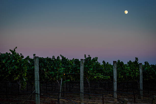 pleine lune, ciel coloré sur le vignoble de napa california au crépuscule - vineyard napa valley field in a row photos et images de collection