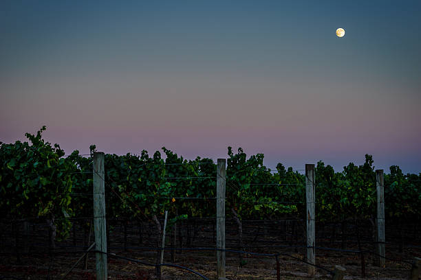 luna piena, cielo colorato sul vigneto napa californiano al crepuscolo - vineyard napa valley field in a row foto e immagini stock