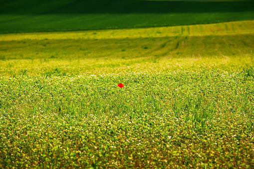 Lonely poppy in a field. Beautiful summer landscape with no horizon.