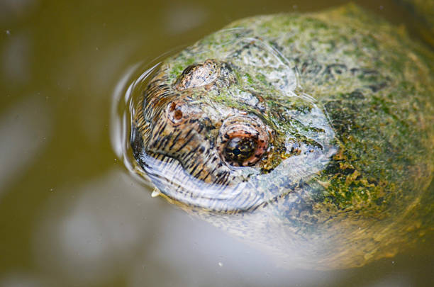 istock Snapping Turtle Peeks Out of Water 610877034