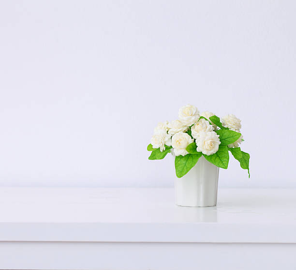 istock the artificial jasmine flower in the pot at the white 610877290