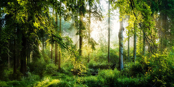 alba nella foresta - light in forests foto e immagini stock