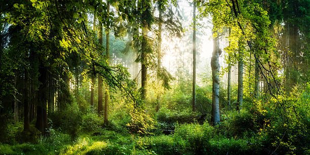 wschód słońca w lesie - panoramic summer tree europe zdjęcia i obrazy z banku zdjęć