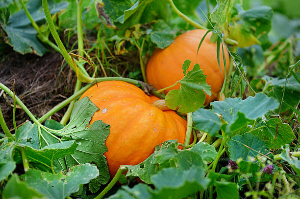 big orange de potirons - gourde cucurbitacée photos et images de collection