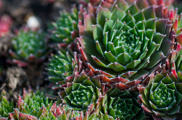 istock succulents in the garden 610878678