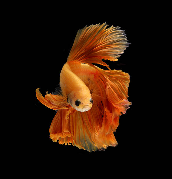 istock Orange siamese fighting fish isolated on black background. 610878856