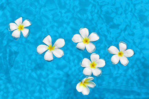 Summer Relax. Beautiful Tropical Spa Flowers White Frangipani ( Plumeria Alba ) Floating In Fresh Clear Swimming Pool Water. Wellness, Beauty, Freshness Concept. Summertime