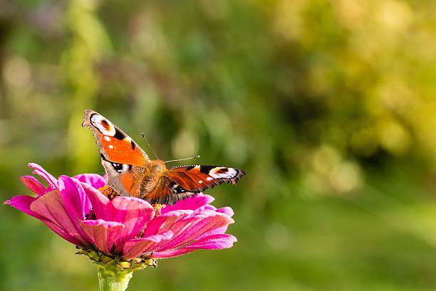 istock Color butterfly leaves a pink bloom 610880000
