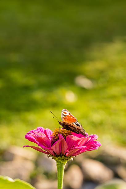 Vertical photo of color butterfly who sits on pink zinnia bloom in the garden. Background is green with few unfocused stones. Insect has splayed wings.