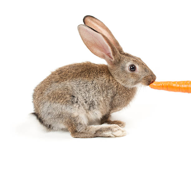 istock Happy New Year of rabbit 610880608