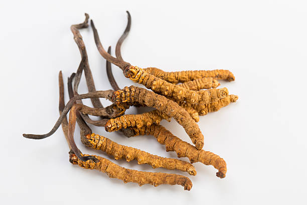 yarsagumba cordyceps sinesis yartsa gunbu nepal isoliert in weißem hintergrund - mykologie stock-fotos und bilder