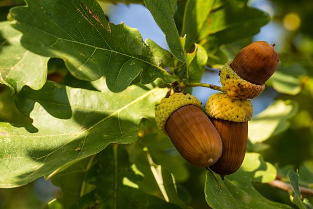 Three brown acorns on autumn oak tree Horizontal photo of small group of acorns with nice brown color and yellow caps. Leaves are green and worn due to autumn season. Blue sky is visible through the leaves. acorn photos stock pictures, royalty-free photos & images
